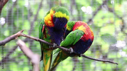 cleaning lorikeets on a branch