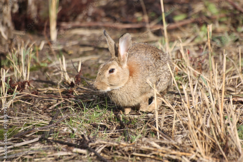 rabbit in the grass rabbit in the grass