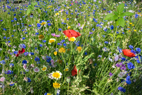 Fototapeta Naklejka Na Ścianę i Meble -  Beautiful wildflowers in a field in The Netherlands, Europe