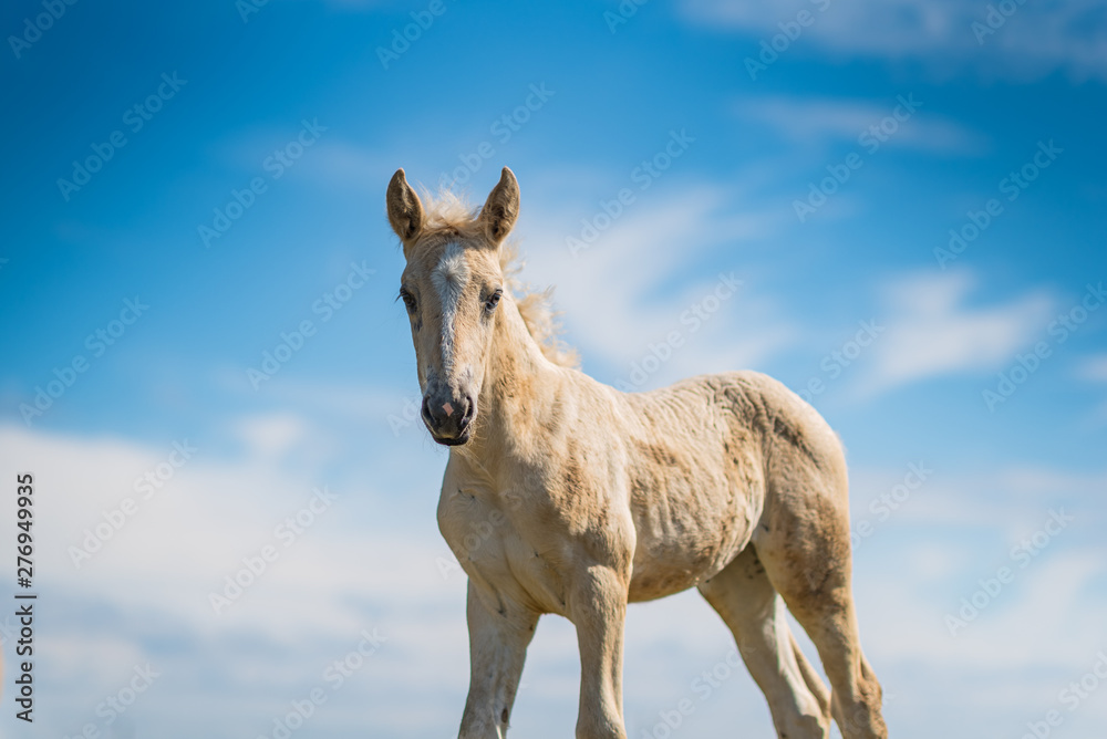 Young foal frolics on the field. Young foal frolics on the field.