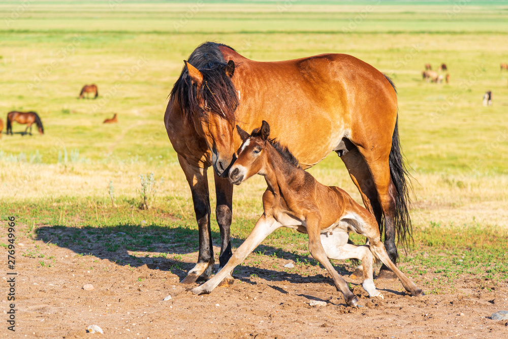 Obraz premium Young foal frolics on the field.