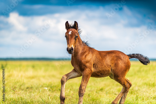 Valokuva Young foal frolics on the field.