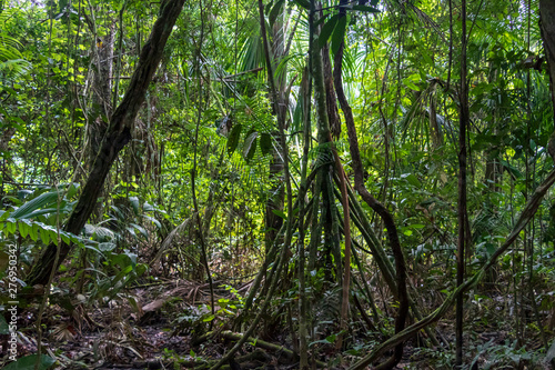 Green rainforest landscape  responsible and sustainable eco tourism in the jungle  Bolivia