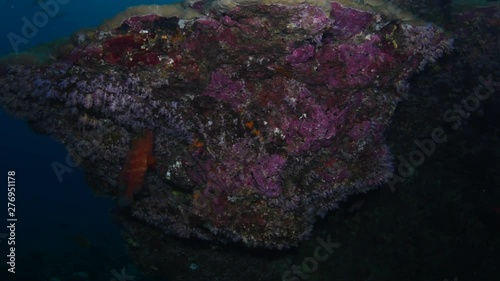 Tropical coral reef covered with soft corals and schools of fish photo