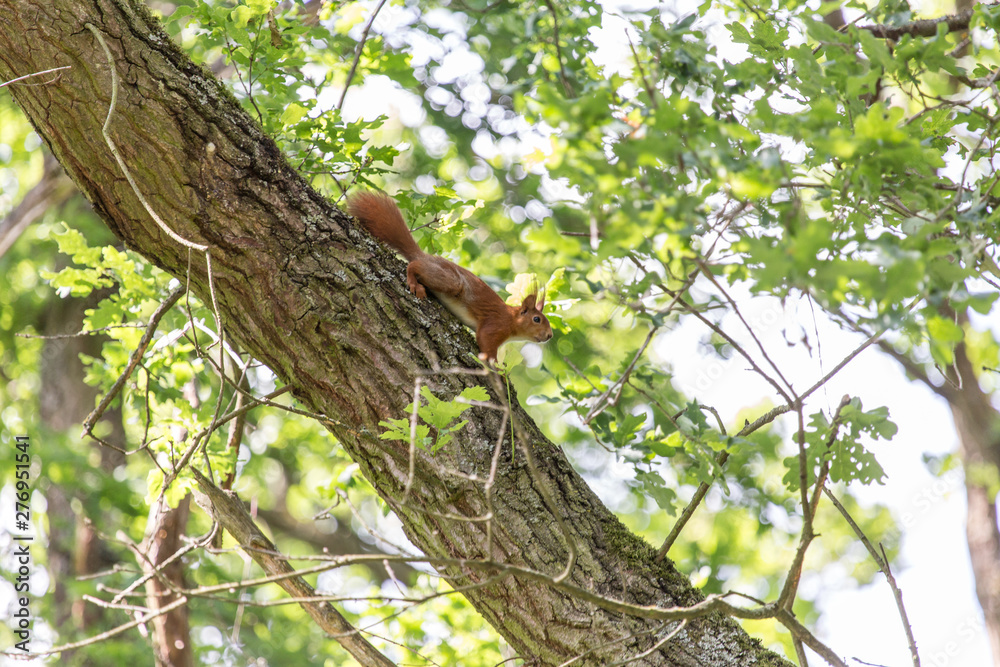 Wildes Eichhörnchen im dichten Wald (Taunus) Wildes Eichhörnchen im dichten Wald (Taunus)
