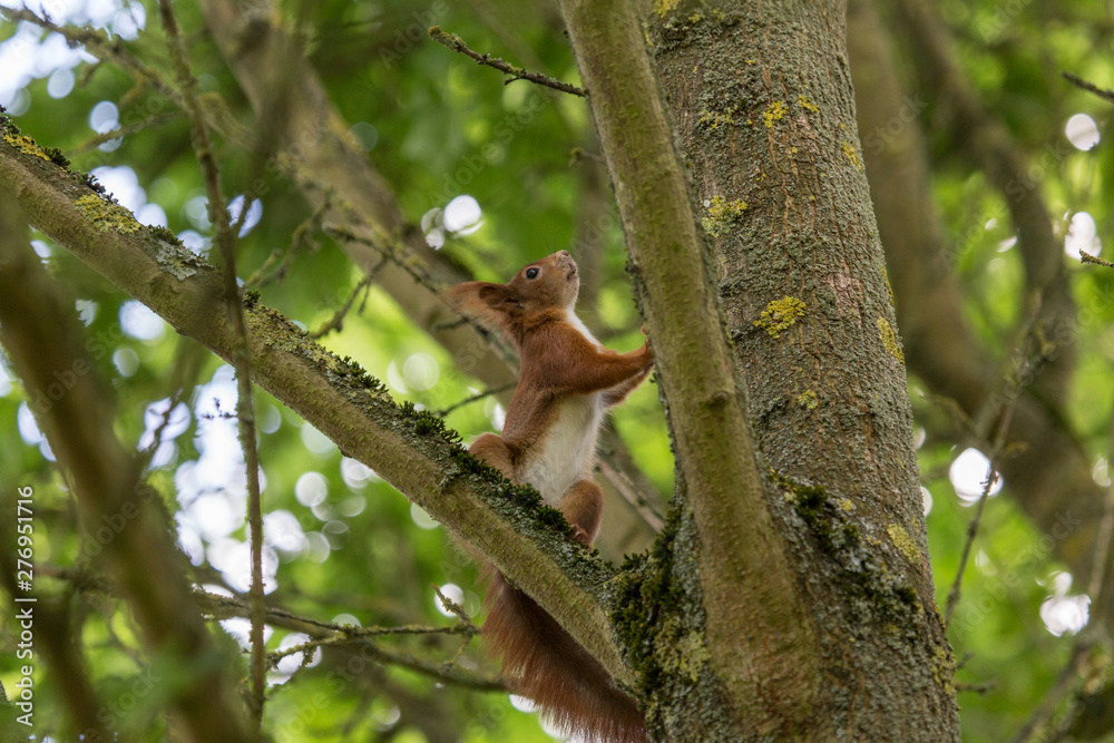 Wildes Eichhörnchen im dichten Wald (Taunus) 