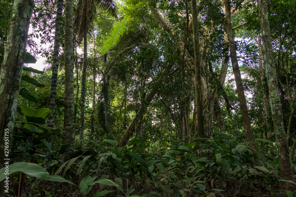 Green rainforest landscape, responsible and sustainable eco tourism in the jungle, Bolivia