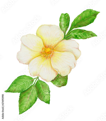 watercolor drawing of a wild white wild rose