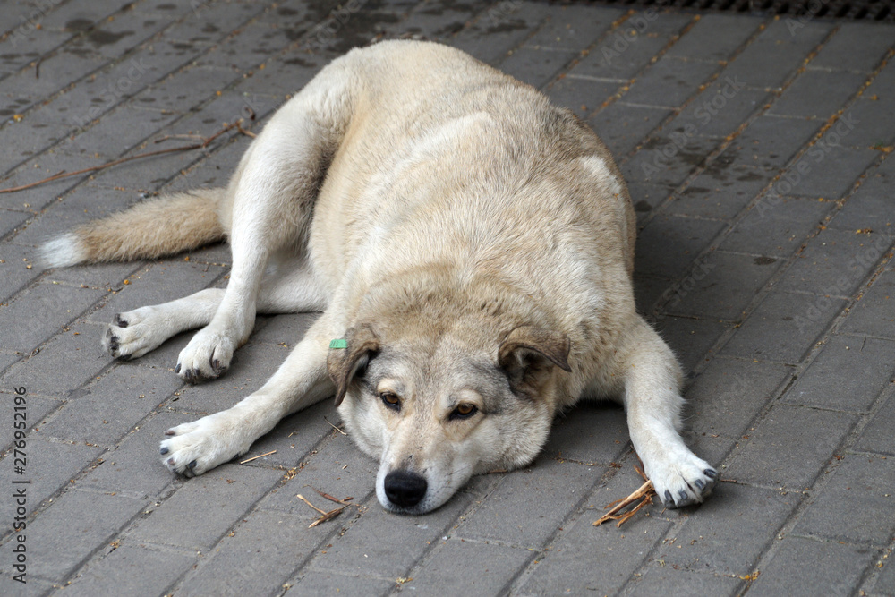 sad stray dog lying on the sidewalk close up sad stray dog lying on the sidewalk close up