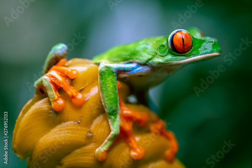 Red-eyed tree frog