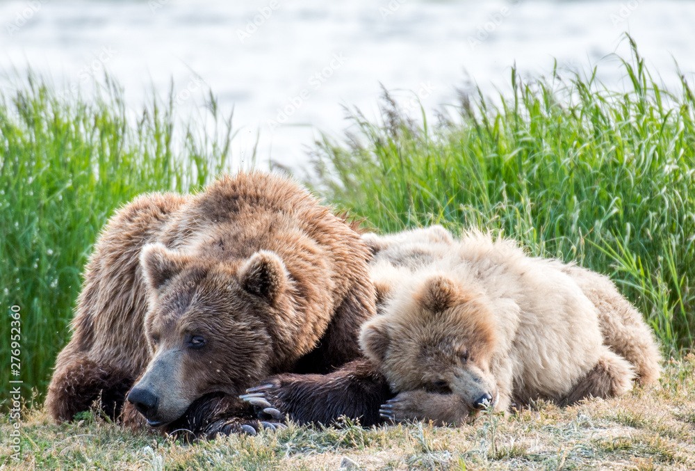 Grizzly at Katmai