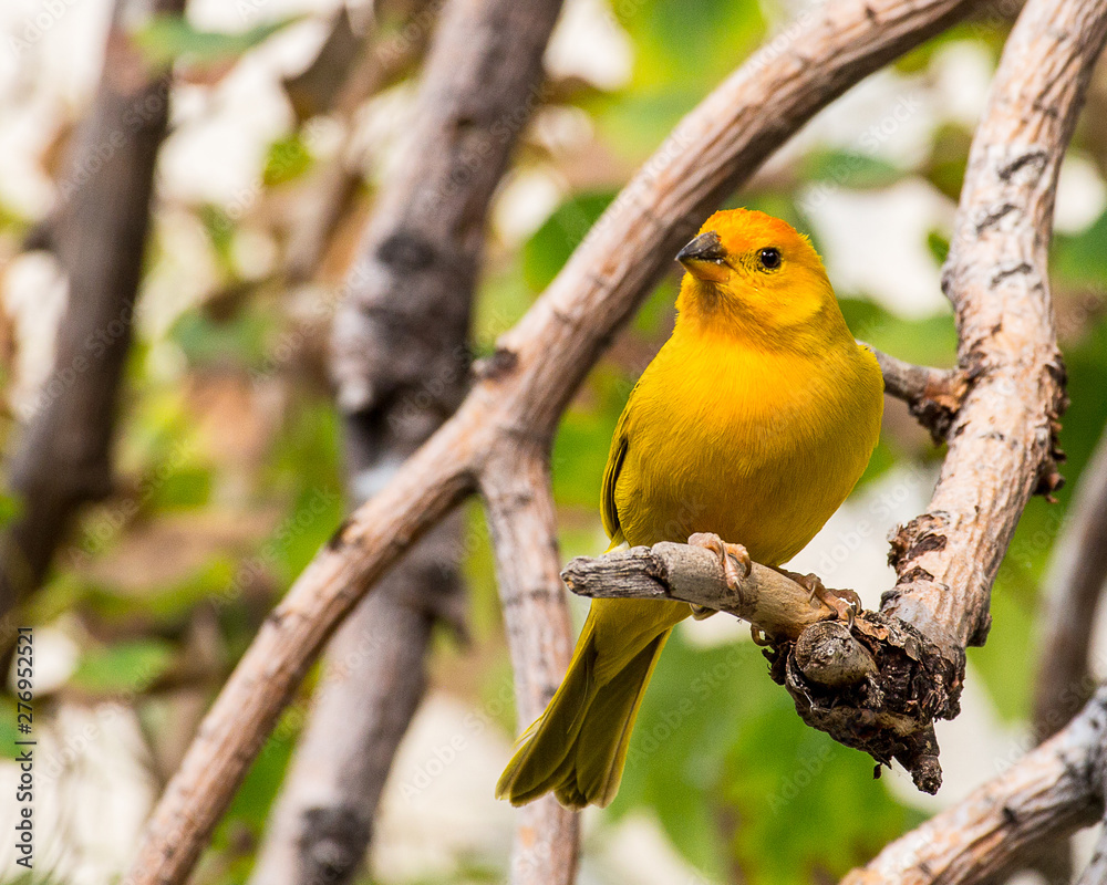 Yellow Canary