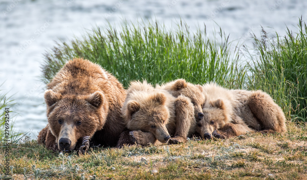 Grizzly at Katmai