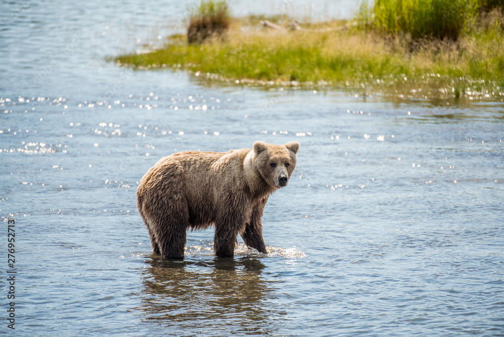 Grizzly at Katmai