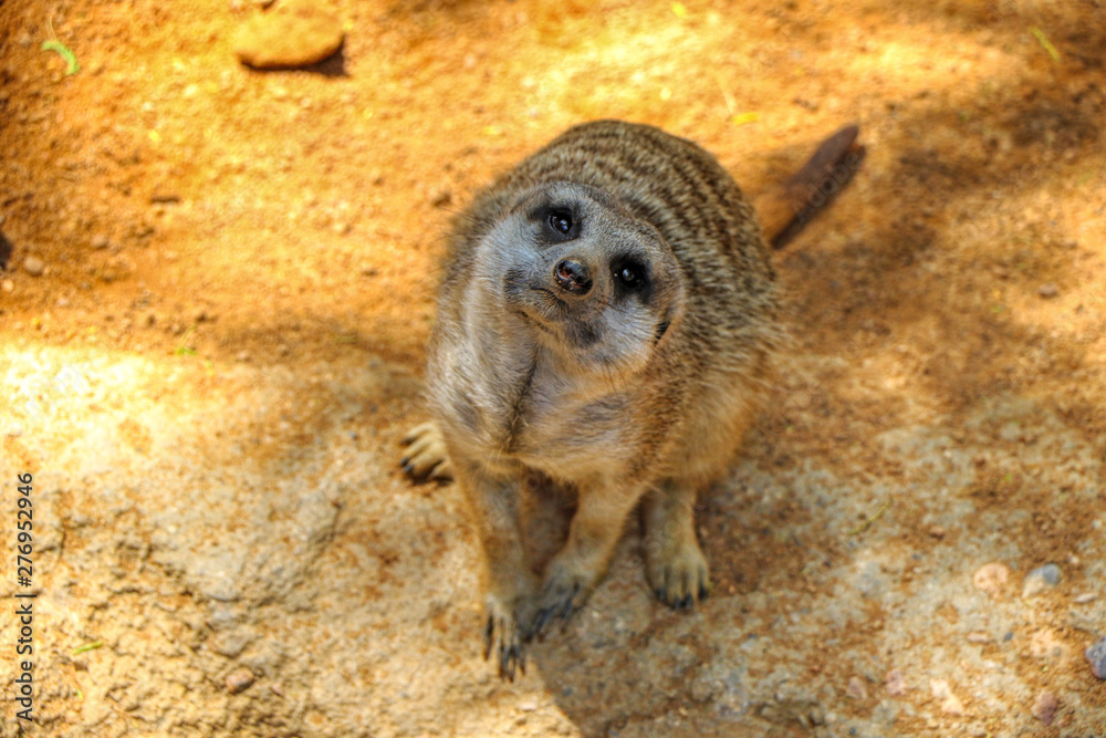 Fototapeta premium Close up of a meerkat