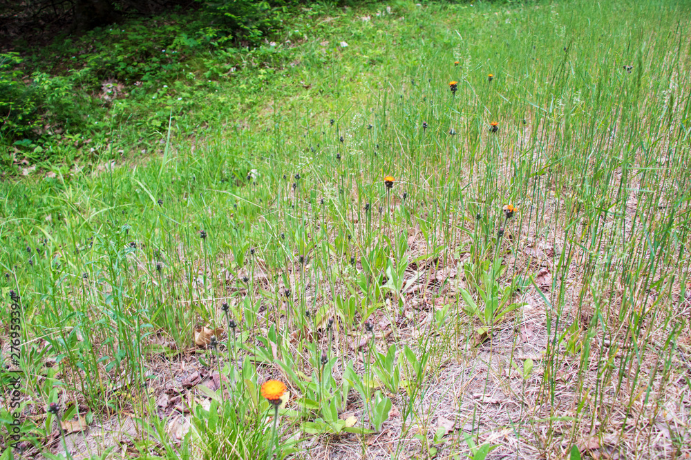 Side of a Grassy Hill with Orange Wildflowers Side of a Grassy Hill with Orange Wildflowers