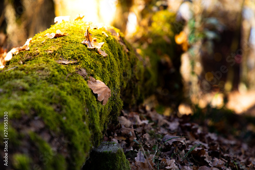 Close up of a trunk with moss and sunset sunlight