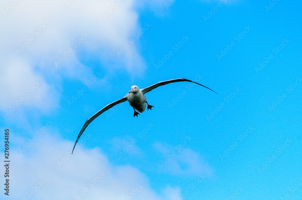 Impression of the Mighty Giant Wandering Albatross in Full Flight Impression of the Mighty Giant Wandering Albatross in Full Flight