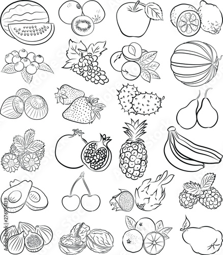 Fototapeta Naklejka Na Ścianę i Meble -  vector illustration of fruits in line art mode