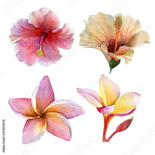 Tropical pink flowers on a white background.