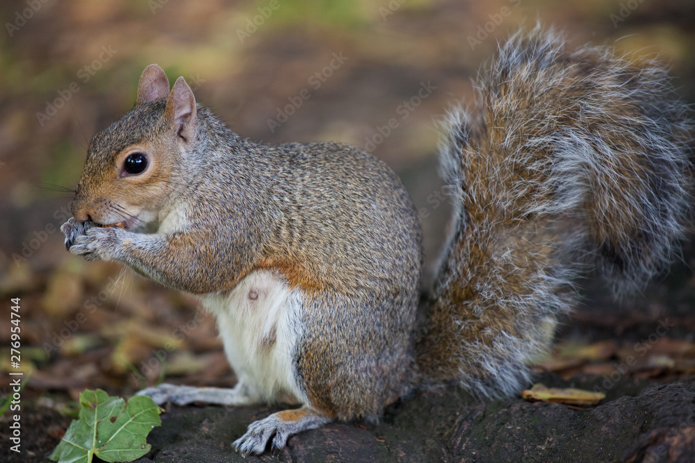 Cute Eastern gray squirrel, sciurus carolinensis, with bright black eyes and fluffy tail sitting and eating peanut in paws in autumn day Cute Eastern gray squirrel, sciurus carolinensis, with bright black eyes and fluffy tail sitting and eating peanut in paws in autumn day