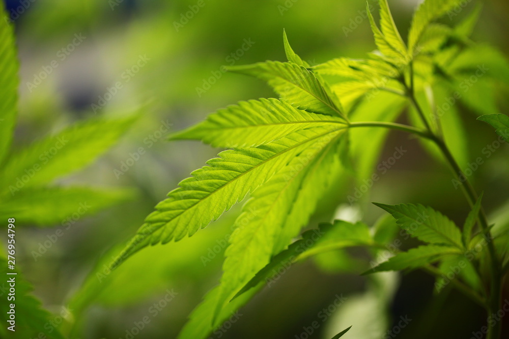 legal marijuana concept. Medical cannabis flag background legal marijuana concept. Medical cannabis flag background