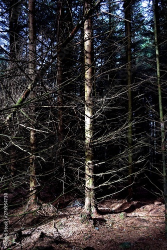 Grisdale Forest 