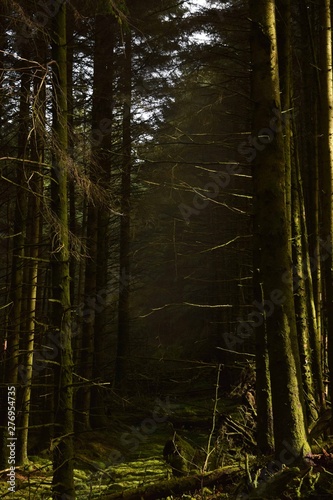 Grisdale Forest 