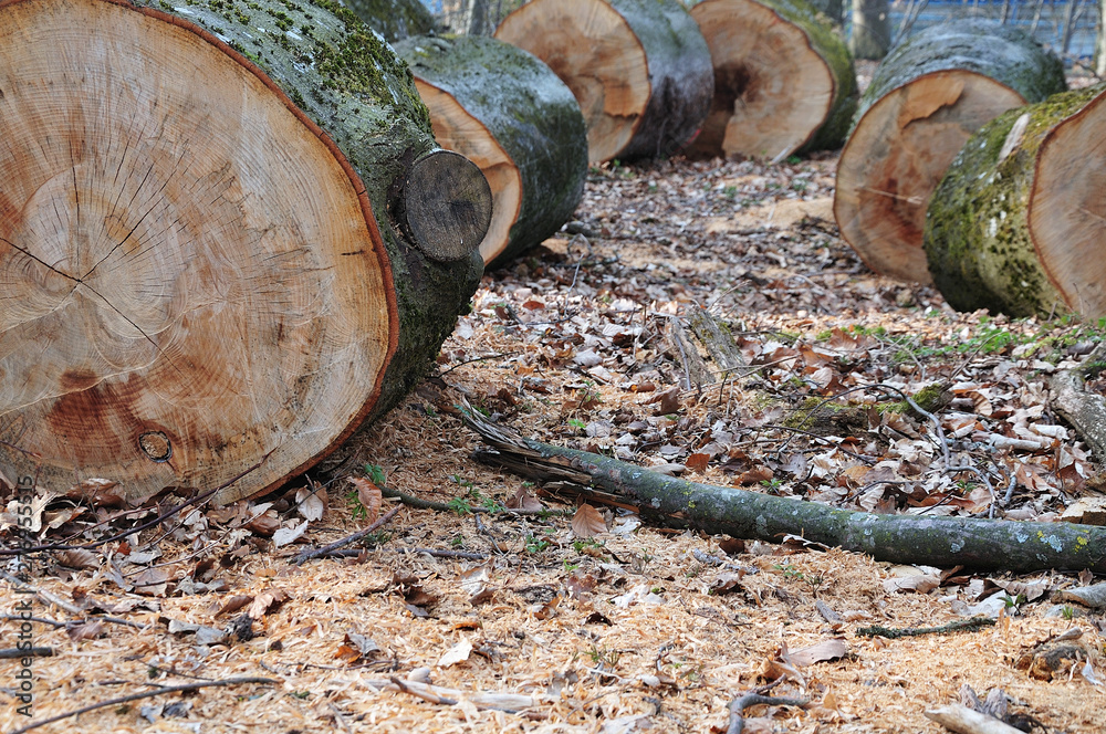 close-up of felled tree trunks lying on forest floor close-up of felled tree trunks lying on forest floor