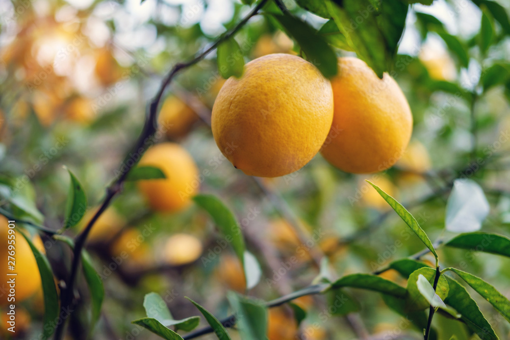 Branches of lemon tree