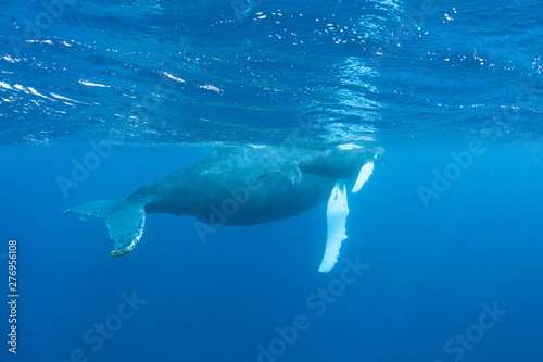 Mother and calf Humpback whales, Megaptera novaeangliae, swim in the blue, sunlit waters of the Caribbean Sea. The Atlantic Humpback population migrates to the Caribbean to breed and give birth.