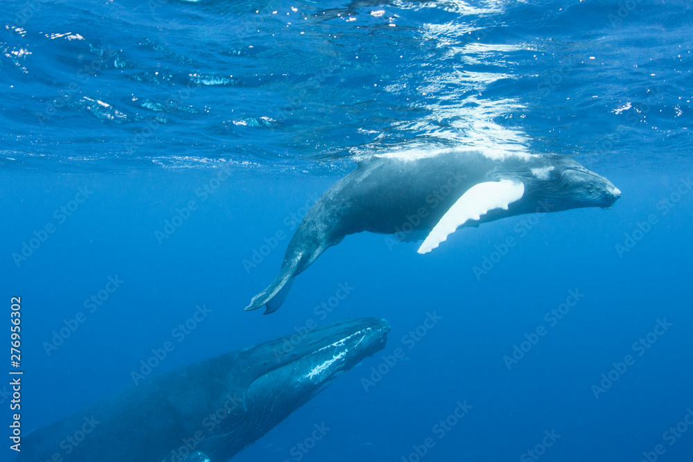 Mother and calf Humpback whales, Megaptera novaeangliae, swim in the blue, sunlit waters of the Caribbean Sea. The Atlantic Humpback population migrates to the Caribbean to breed and give birth.