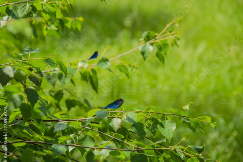 blue dragonfly on a branch