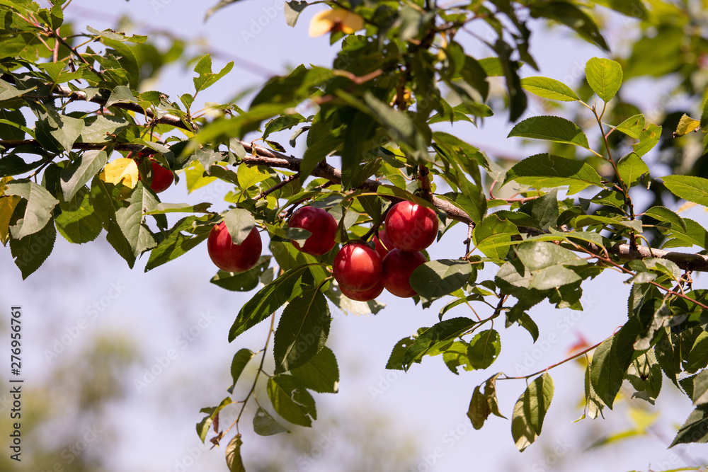Fruits of wild plums on the branch