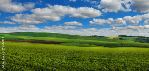 Green field full of wheat and cloudly sky panoramic view