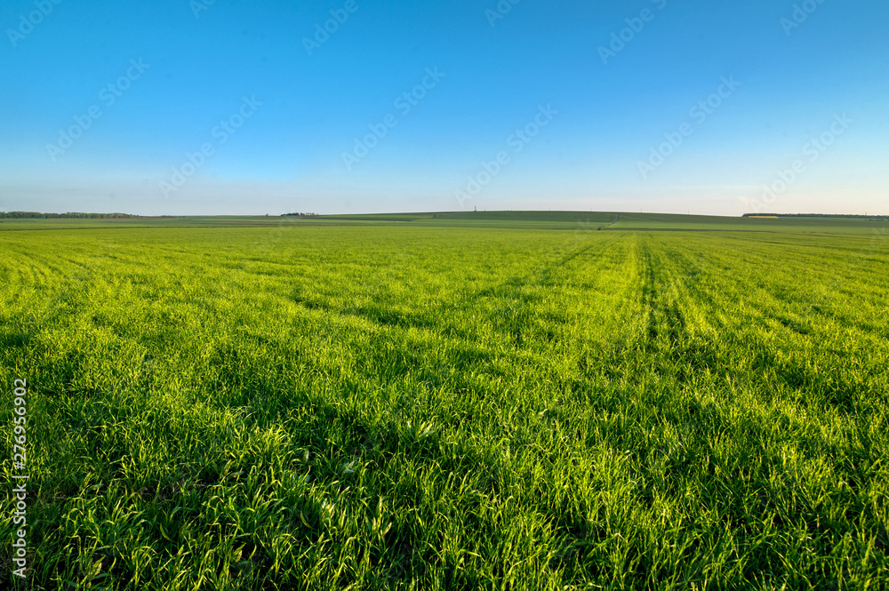 lines of young green shoots on field