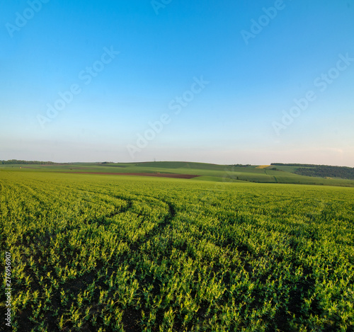 Green field full of wheat and blue sky