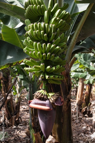 Canary Islands bananas (Musa sp.), banana tree and inflorescence, La Palma, Canary Islands, Spain, Europe photo