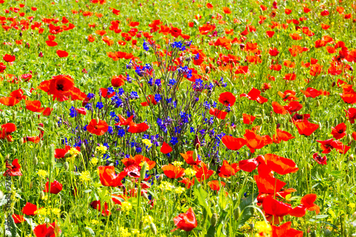 Poppy flowers in the tuscan countryside in Italy