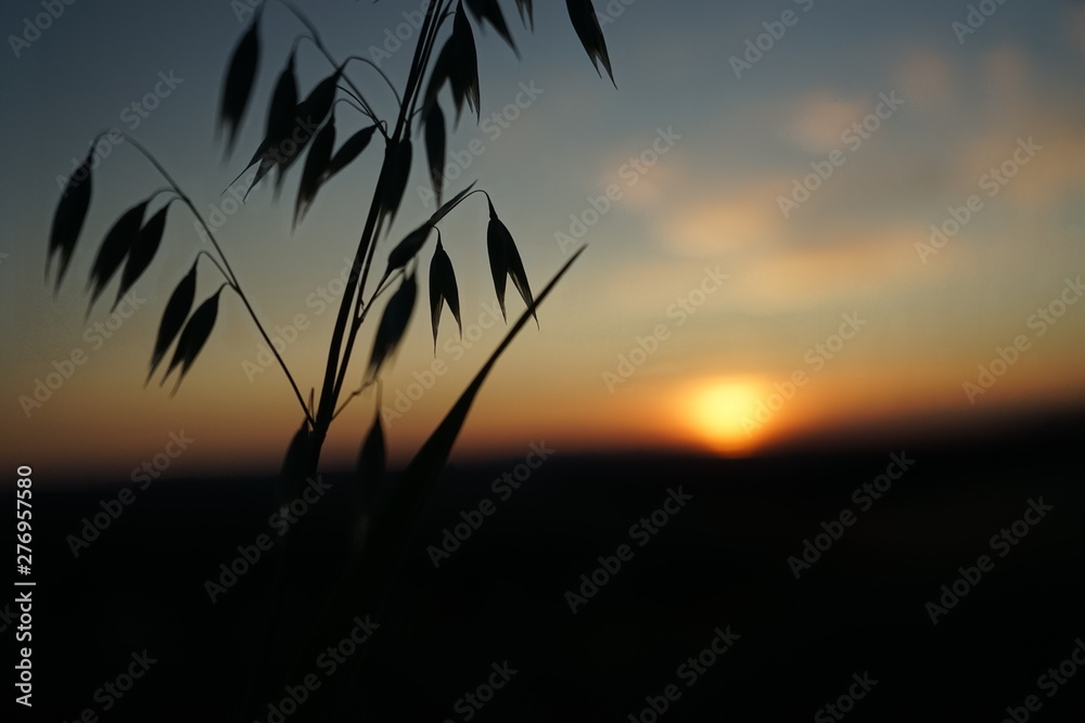 Fototapeta premium Getreide Silhouette vor Sonnenuntergang