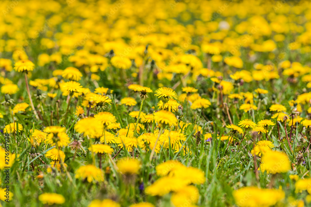 Fototapeta premium yellow dandelion field, sharpened by the center of the picture, everything is blurred around