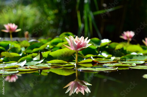 Seerosen im Botanischen Garten in Freiburg photo