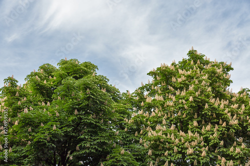 Flowering chestnut horse trees on cloudy sky background.