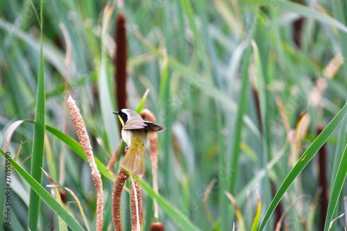 A Common Yellowthroat perching on the Spikelet.                      Iona Island Richmond BC Canada photo