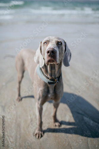 dog on beach photo