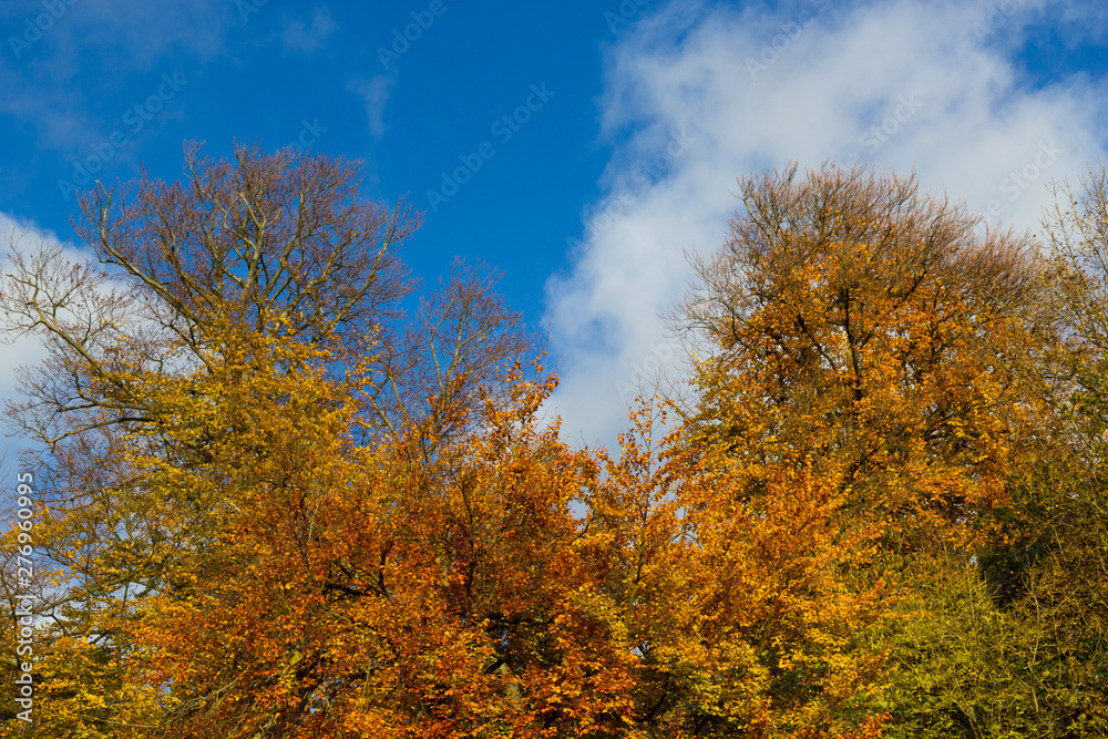 beautiful colourful tree crones on a sunny day