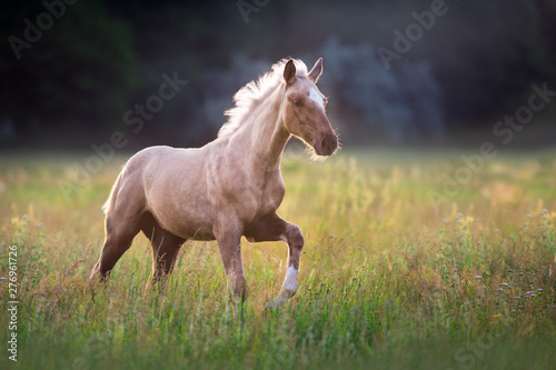 Palomino horse run