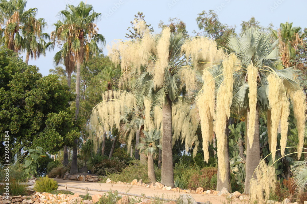 Fototapeta premium trees in the desert