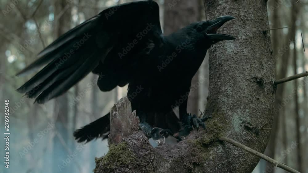 Big raven screaming in wood. Wild bird sitting on branch of pine tree