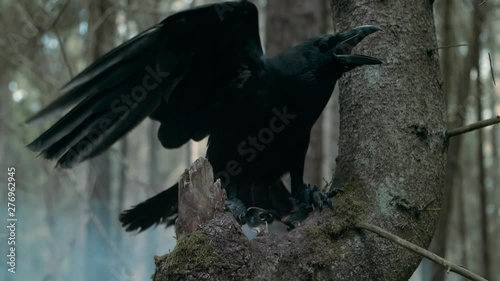 Big raven screaming in wood. Wild bird sitting on branch of pine tree photo